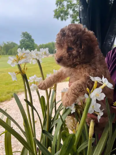 Labradoodle Puppies, View more