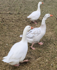 Geese for sale - 40$ each