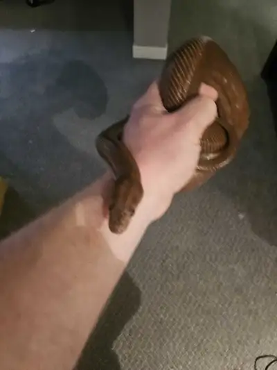 Columbian rainbow boa $150, View more