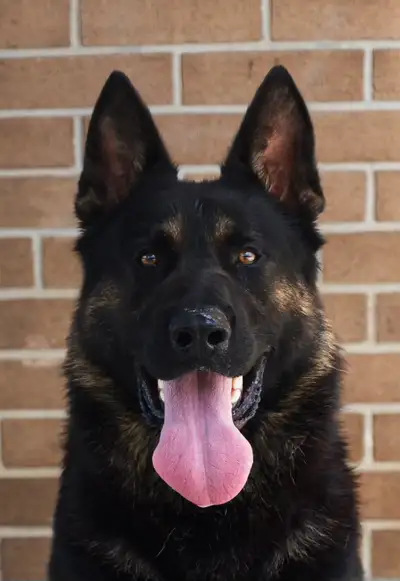 WORKING LINE CKC GERMAN SHEPHERD PUPS, View more