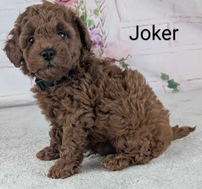 Why get an -oodle mix when you can get what everyone really wants? CKC registered Mini Poodle puppie...