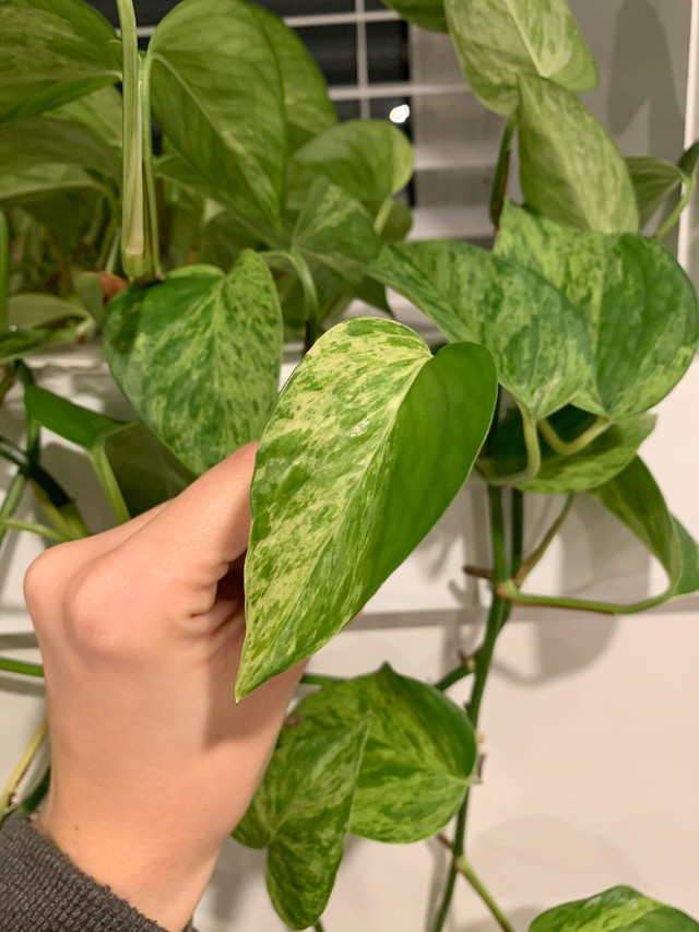 Pothos “Marble Queen” Leaf Clippings in Plants, Fertilizer & Soil in Muskoka - Image 2