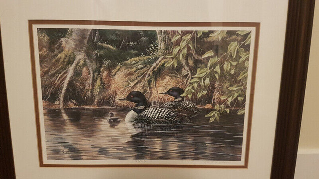 Framed Print – Christine Wilson - Loons with Chicks in Arts & Collectibles in Dartmouth