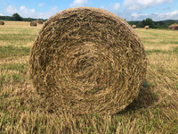 Hay For Sale