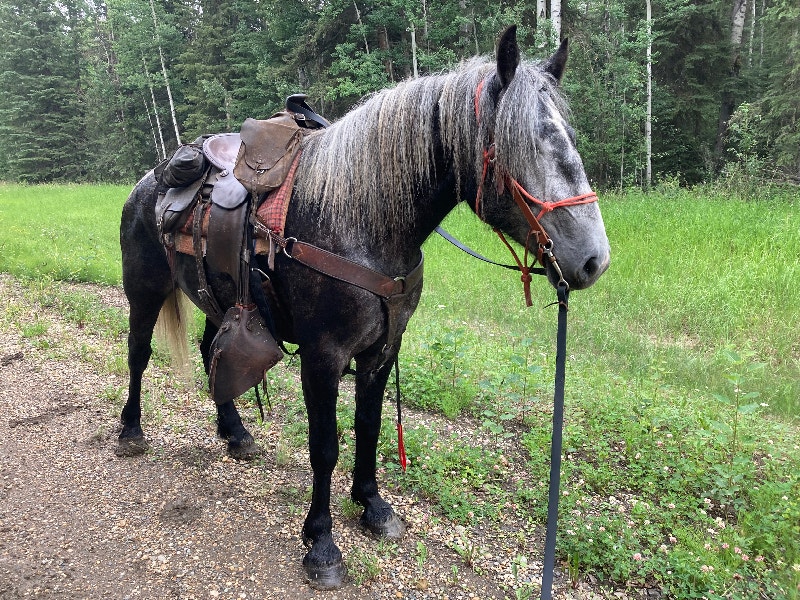 broke 5 yr old gelding Percheron Rocky Mountain horse cross Horses