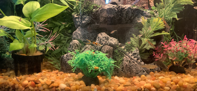 Guppies  in Fish for Rehoming in Sudbury - Image 2