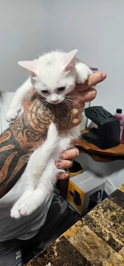 Une belle petite chatte de 3mois est très calme enjouée quan tu joue avec et elle adore la compagnie...