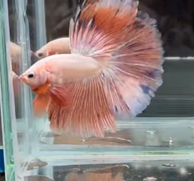 Thailand betta pink in Fish for Rehoming in Vancouver