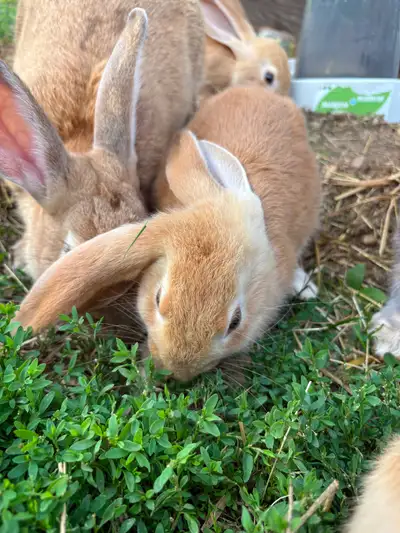 Lopx Flemish bunnies, View more