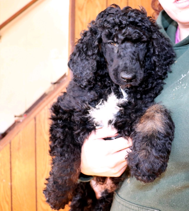 Standard poodles! A POODLE FOR CHRISTMAS! NON SHEDDING! READY!!! Dogs