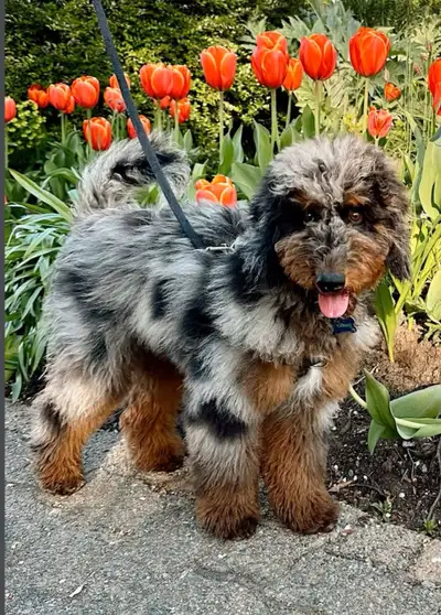 Stunning Aussiedoodle puppies, View more