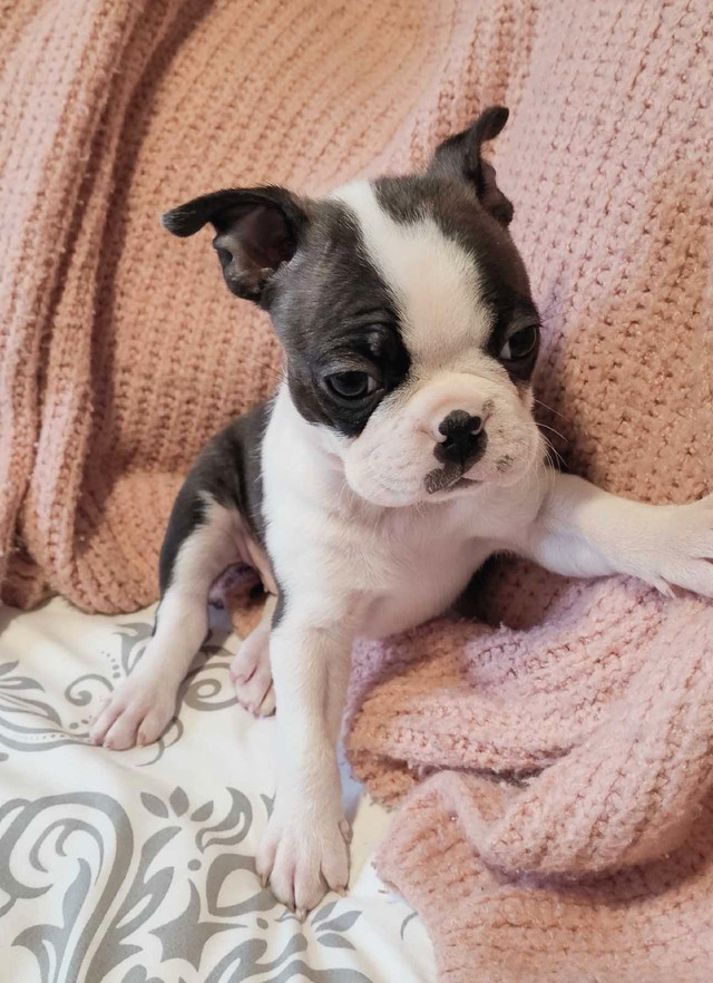 Frenchton dans Chiens et chiots à adopter  à Laurentides - Image 4