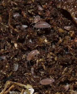 Emperor Scorpions, isopods  - Edmonton in Reptiles & Amphibians for Rehoming in Edmonton - Image 4