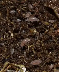 Emperor Scorpions, isopods  - Edmonton in Reptiles & Amphibians for Rehoming in Edmonton - Image 5