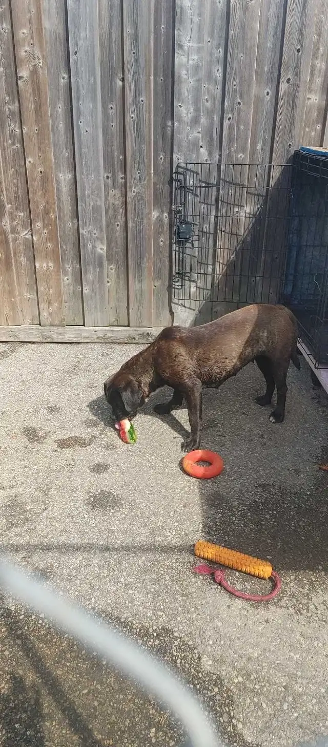Dogs please contact me for info in Dogs & Puppies for Rehoming in London - Image 6