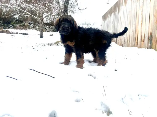 F1  tri colour hypoallergenic Bernedoodle in Dogs & Puppies for Rehoming in Calgary - Image 5