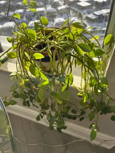 Potted Plant, View more