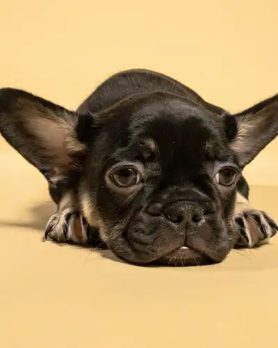 French Bulldog Puppies | Ready Soon | Pre-Booking Open, View more