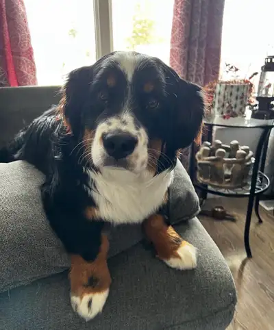 5 year old Bernese Mountain mix, View more