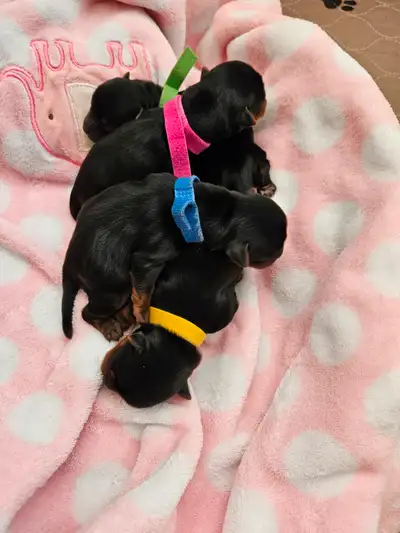 Yorkie Puppies, View more