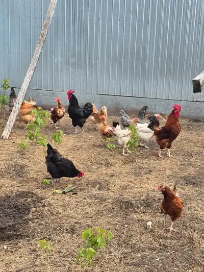 laying hens, View more