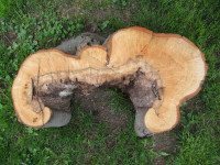 Custom Cut Solid Hard Wood Tree Trunk For Decor; Seating; Tables