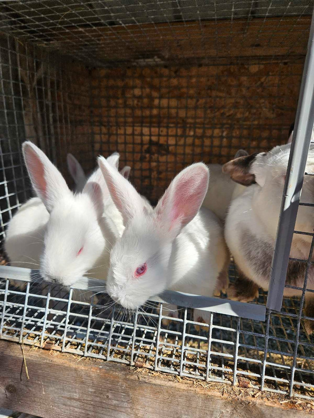 Baby bunnies in Livestock in Leamington