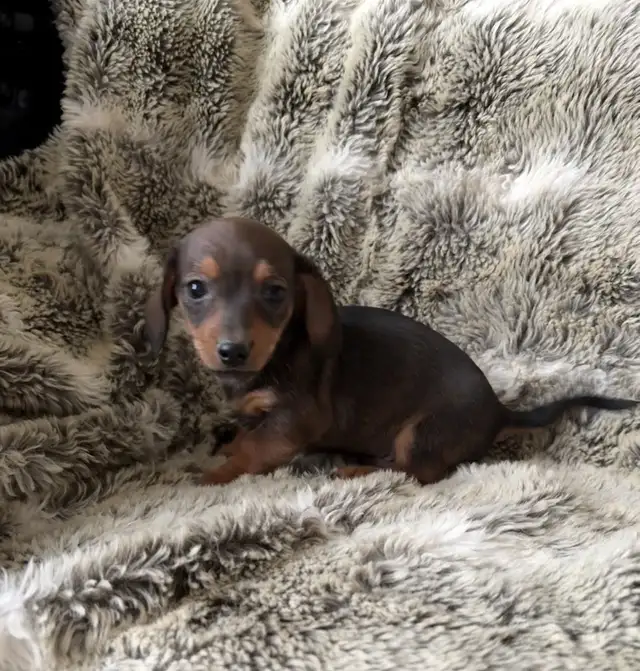 chihuahuax in Dogs & Puppies for Rehoming in Fredericton - Image 4