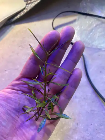 Hygrophila lancea -Araguaia Price is per stem. Size will be roughly as pictured. 5 for $10 10 for $1...
