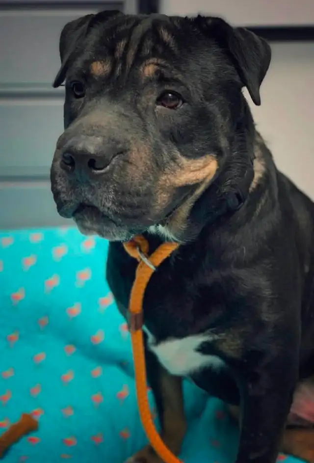 Male puppy looking for a new home in Dogs & Puppies for Rehoming in Moncton - Image 5