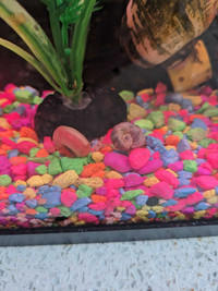 Mated pair of snails 