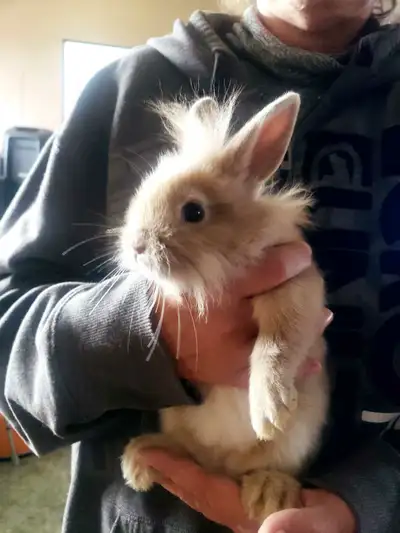 lapin nain tete de lion, View more