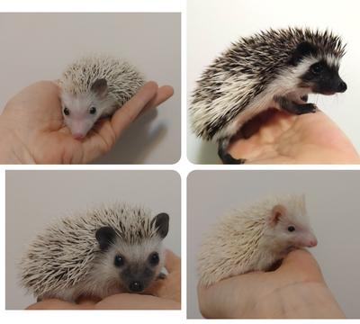 ♥Baby boy hedgehogs, you choose!, View more