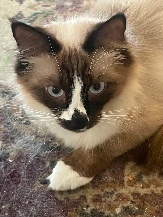 Ragdoll cat for free to good home