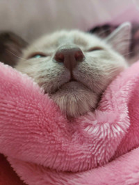 Rescue  Siamese Female needs quiet loving home ❤️