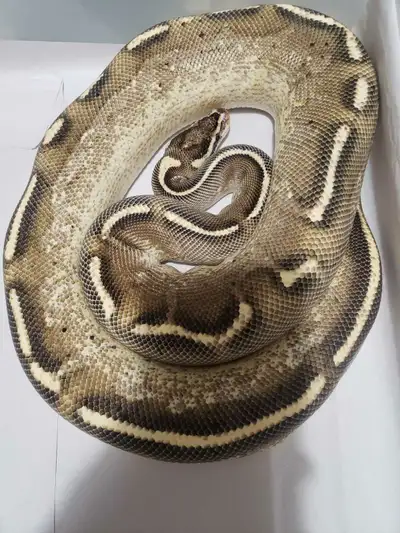Females (Price) Freeway 1510g (300) Desert ghost 1005g (300) Od clown 880g (250) Pastel leopard clow...