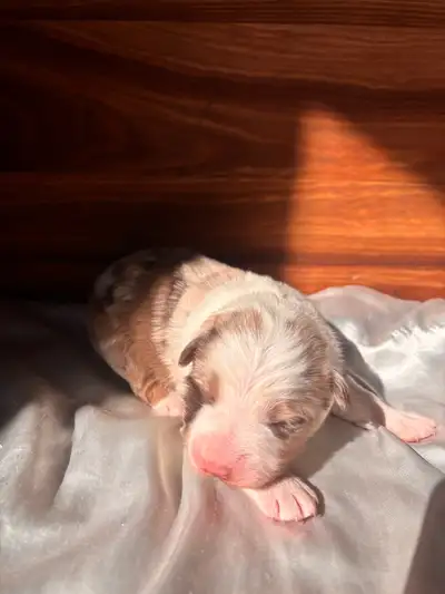 These three male Australian Shepherd puppies were born on March 21st and will be ready for their new...