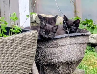 3.5 month old Kittens, View more