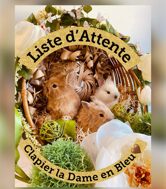 Bébé lapin sociabilisé avec Amour(inclus un ensemble de départ) dans Petits animaux à adopter  à Saint-Hyacinthe