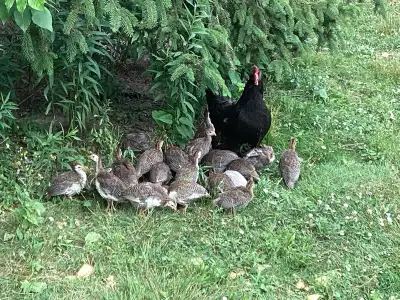 Guinea fowl chicks , View more