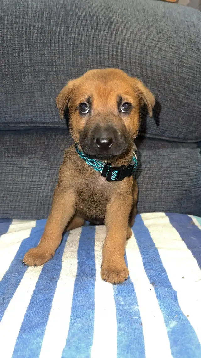shepherd cross puppies in Dogs & Puppies for Rehoming in Sarnia - Image 5