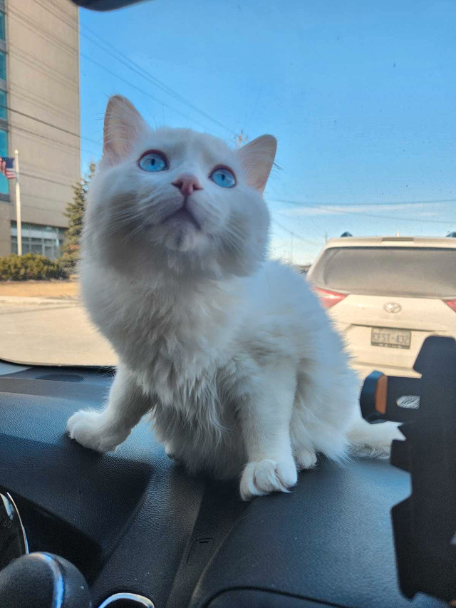 PUREBRED RAGDOLLS in Cats & Kittens for Rehoming in City of Toronto - Image 3