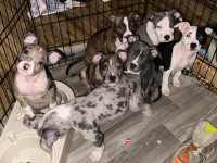 READY TO GO puppies for sale 