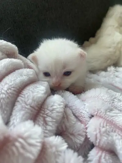 Purebred Ragdoll kittens for sale. Last photo is the mother and second last is the father. They will...