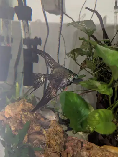 Green Avatar Angelfish, View more