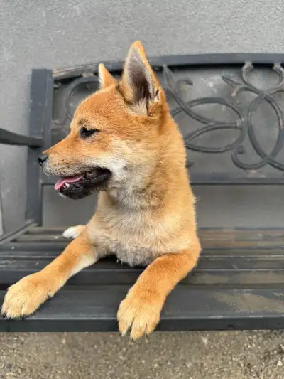 Shiba Inu Puppy, View more