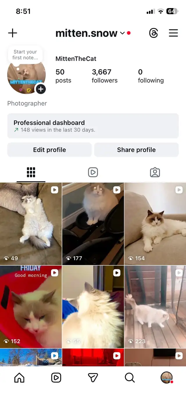 Exceptional Blue Bicolor Ragdoll Boy – Now Available