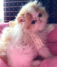 Registered  show quality Persian kitten SIMPLY THE BEST