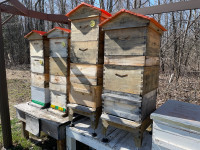 Beehives kit