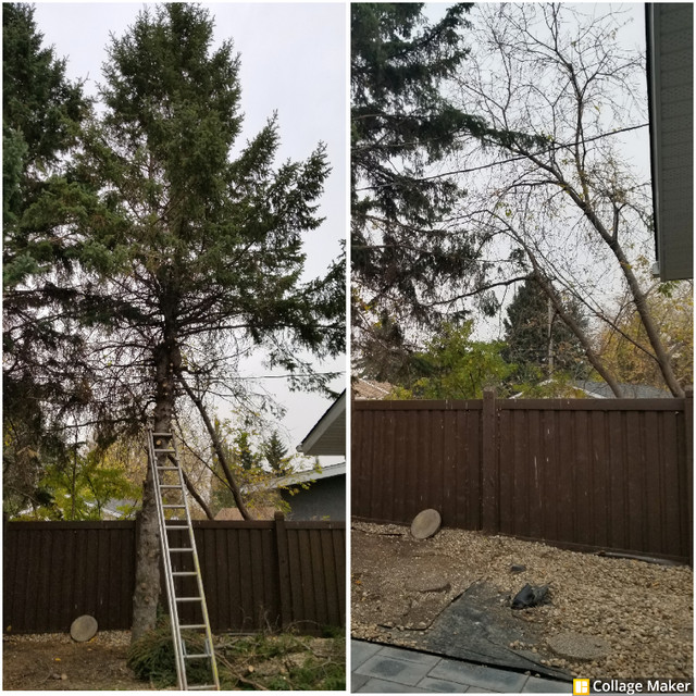 Affordable Tree Services in Lawn, Tree Maintenance & Eavestrough in St. Albert - Image 4